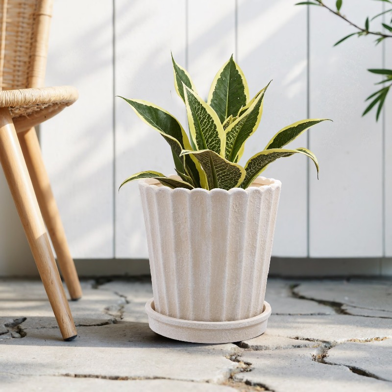 8 Inch Shell Planter Cream Cer - Aloe Vera Pot incelemesi ve fiyatı
