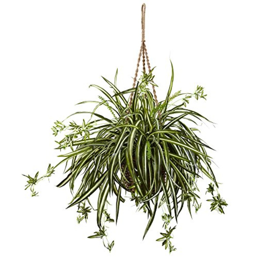 Spider Plant Hanging Basket fo - Spider Plant Hanging incelemesi ve fiyatı