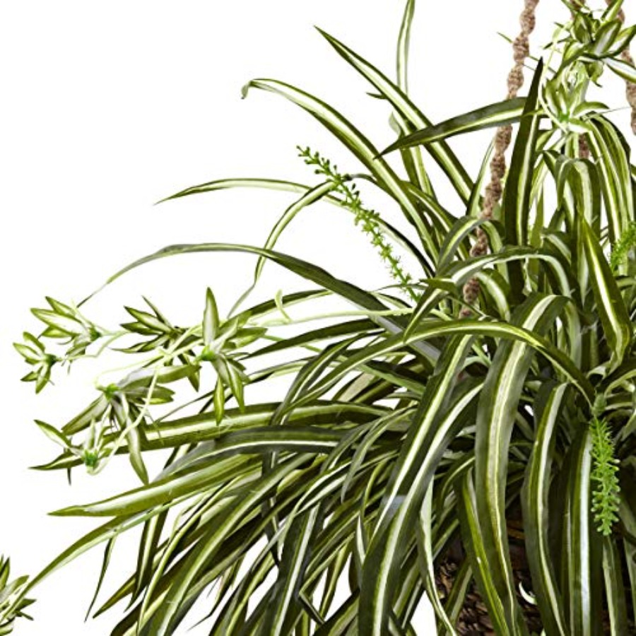 Spider Plant Hanging Basket fo - Spider Plant Hanging incelemesi ve fiyatı