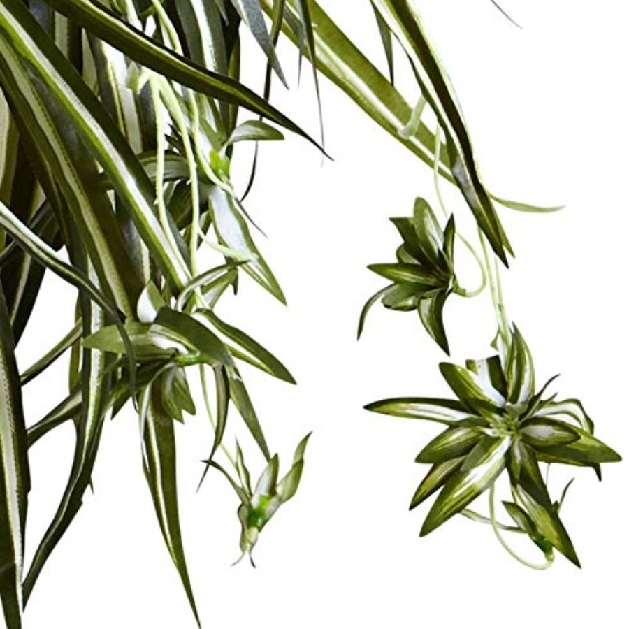 Spider Plant Hanging Basket fo - Spider Plant Hanging incelemesi ve fiyatı