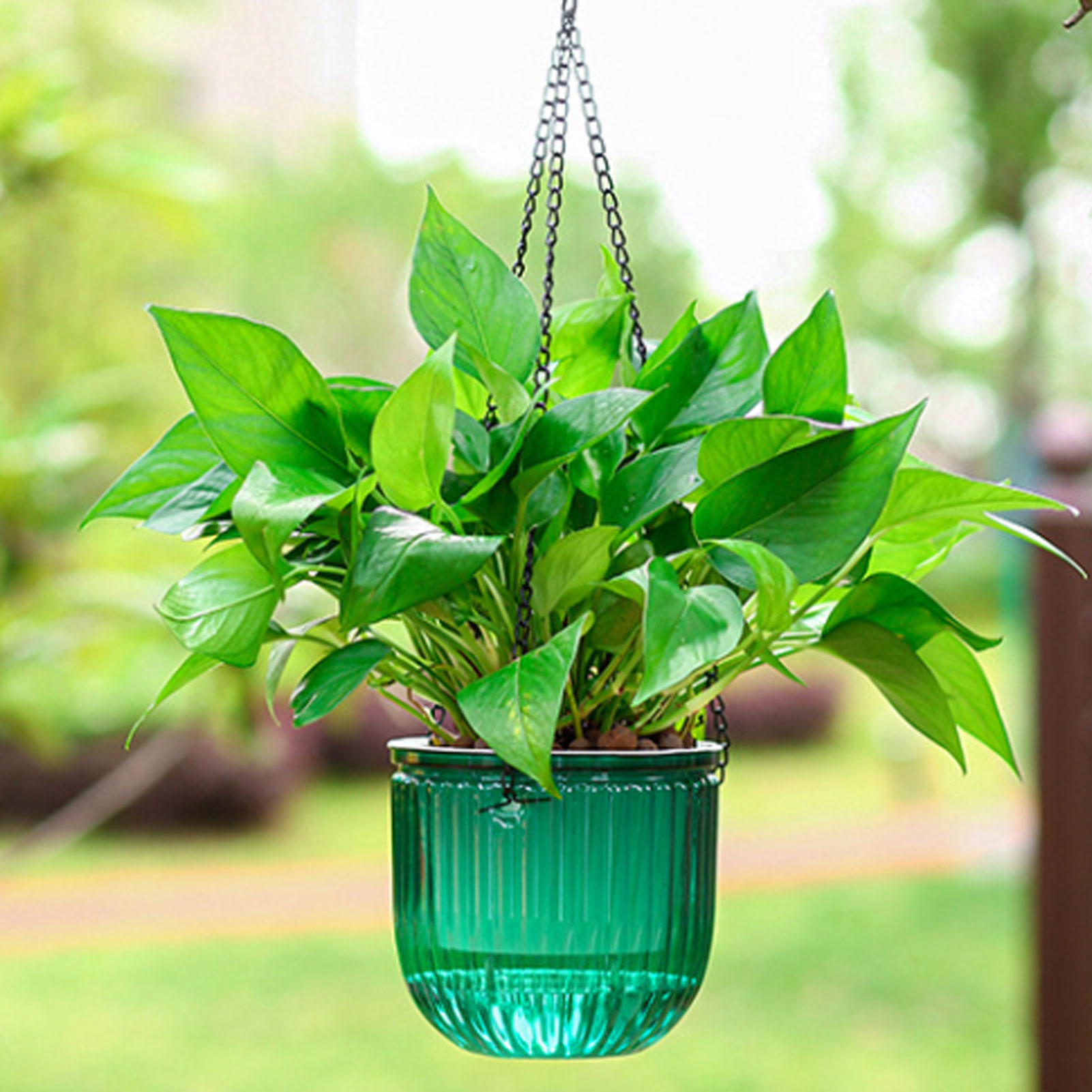 Automatic Self Watering Plant  - Spider Plant Hanging incelemesi ve fiyatı