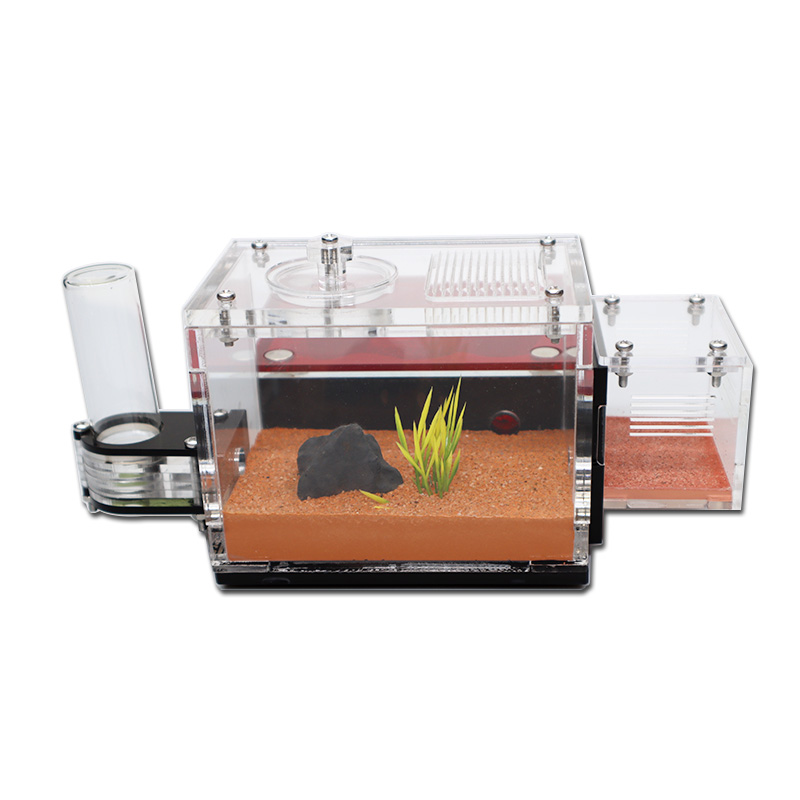 Yellow Soil Ant Farm with Exte - Begonia Rex incelemesi ve fiyatı