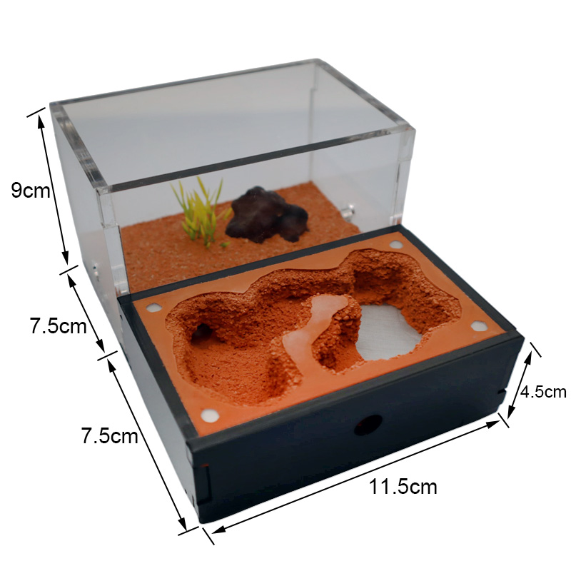 Yellow Soil Ant Farm with Exte - Begonia Rex incelemesi ve fiyatı