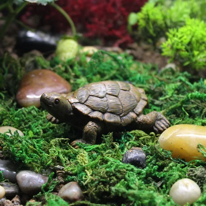 Simulation of Small Turtle Res - Echeveria Succulent incelemesi ve fiyatı