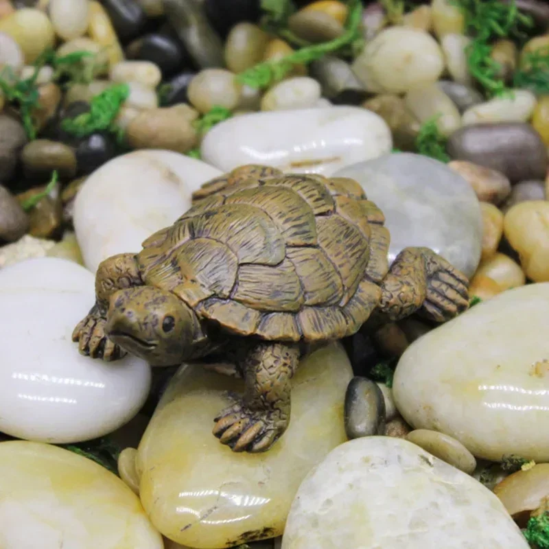 Simulation of Small Turtle Res - Echeveria Succulent incelemesi ve fiyatı