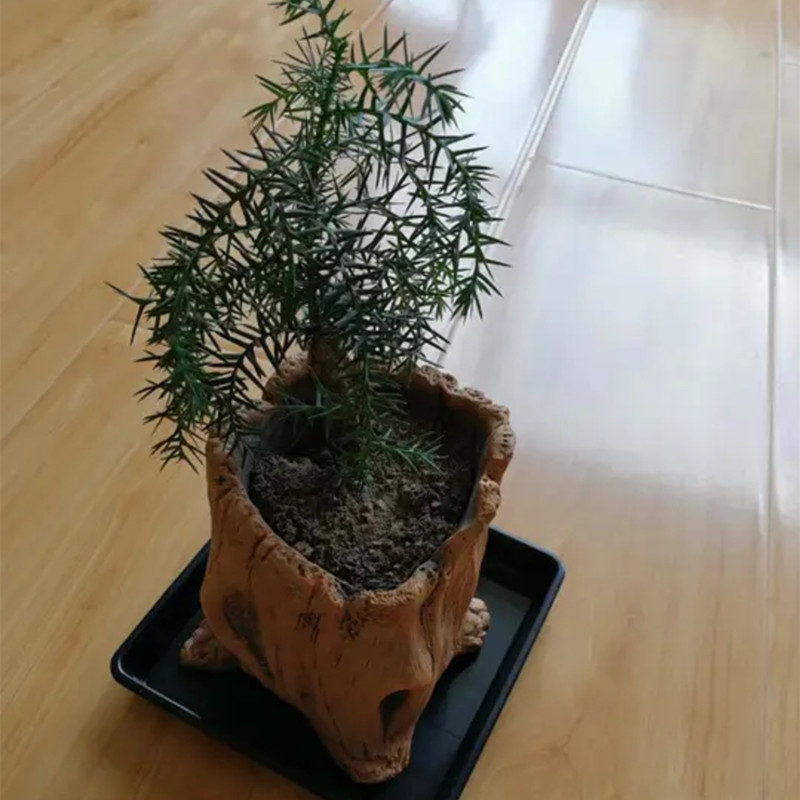 Imitation Wooden Stakes Tree R - Echeveria Succulent incelemesi ve fiyatı