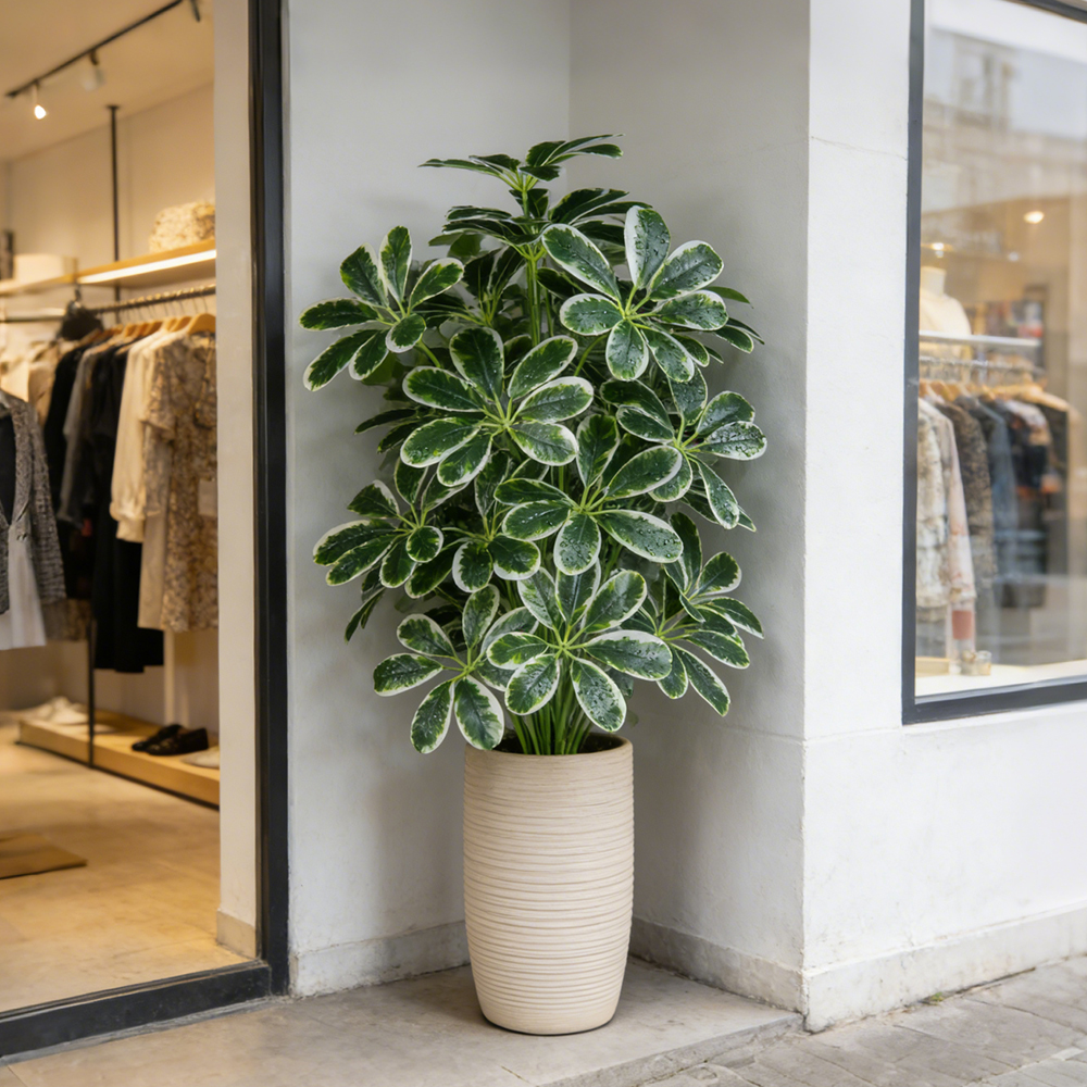 50-75cm Artifficial Maranta Pl - Dracaena Marginata incelemesi ve fiyatı