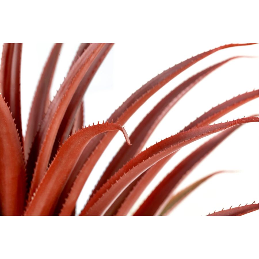 Hyper Realistic Big Red Artifi - Aloe Vera Pot incelemesi ve fiyatı