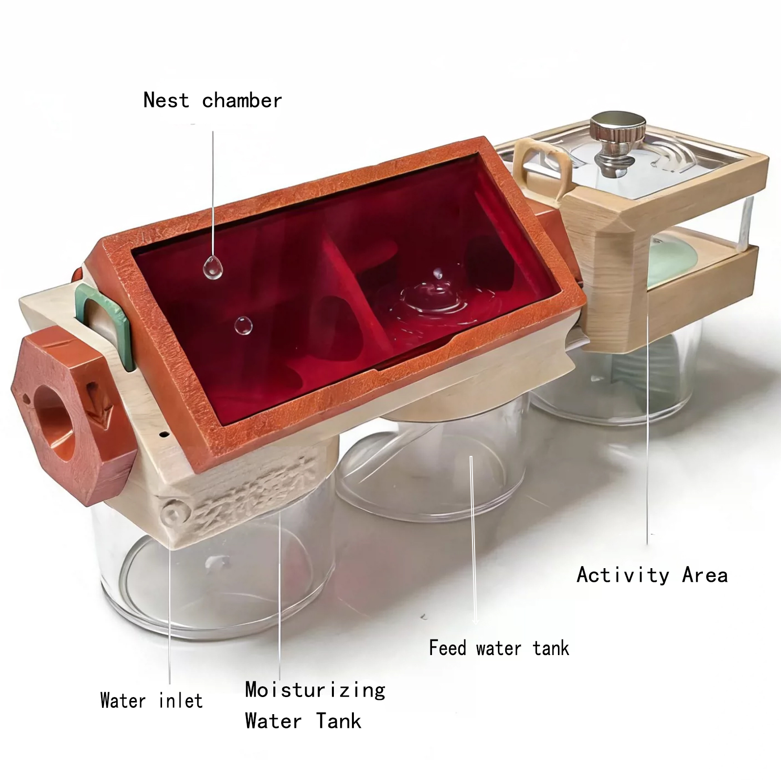 3D Ant Farm with Water Tower Q - Begonia Rex incelemesi ve fiyatı