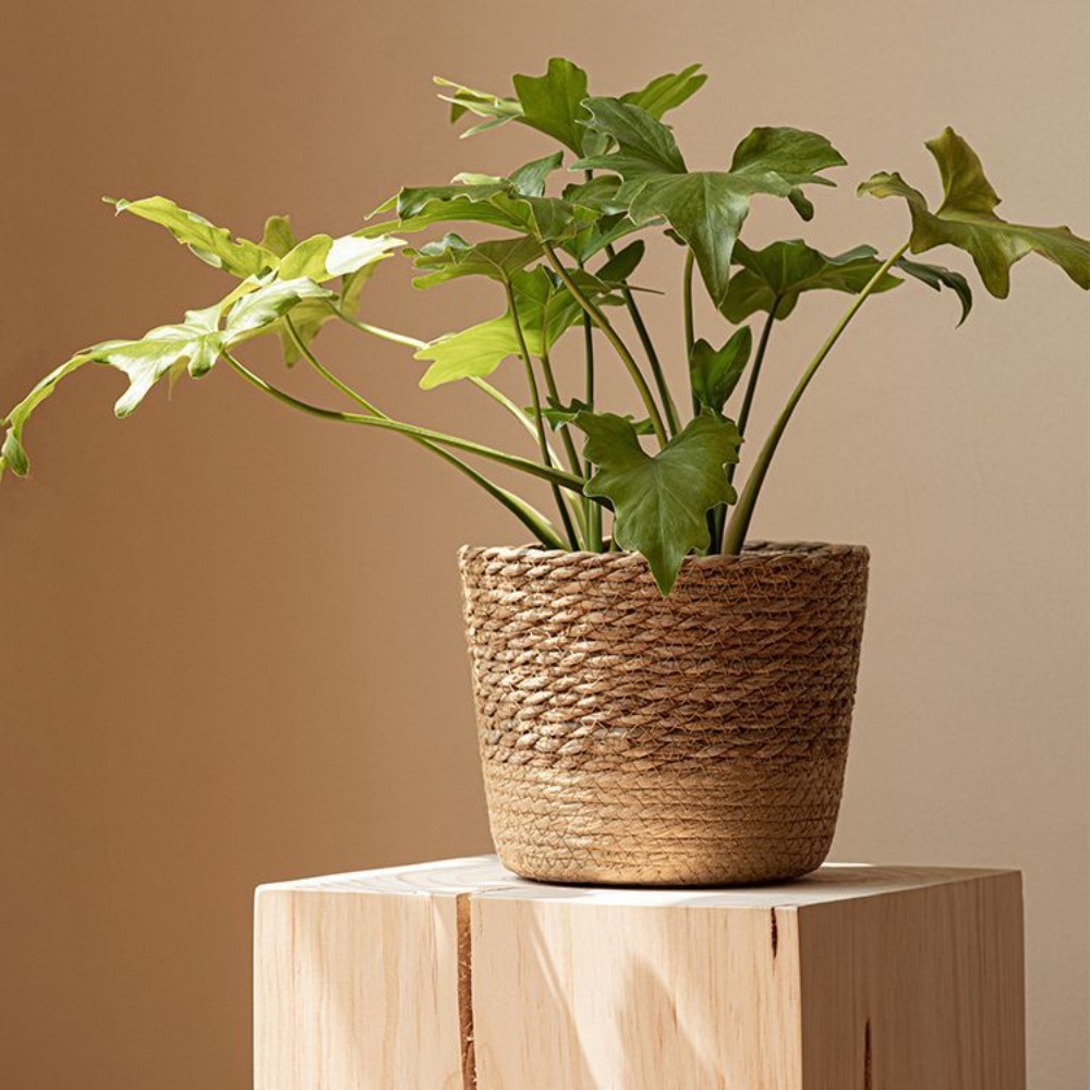 Straw Weaving Flower Plant Pot - Aloe Vera Pot incelemesi ve fiyatı