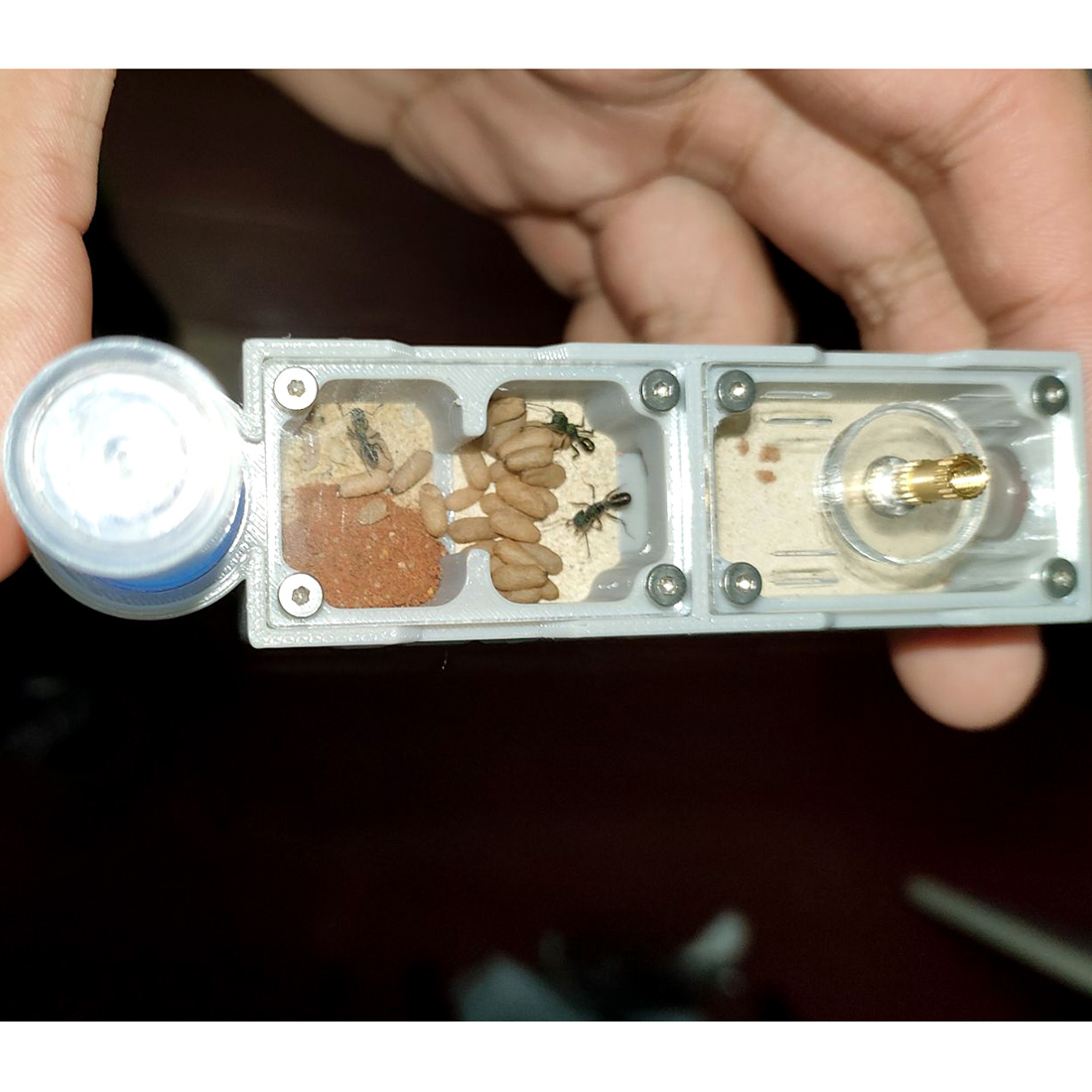 【Truck】Ant Farm for Ants keepe - Begonia Rex incelemesi ve fiyatı